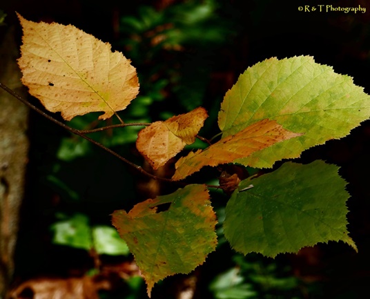 {Corylus americana}